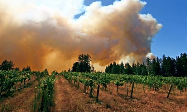 Nukon-smoke-in-vinyard-Credit-ETS-Laboratiries